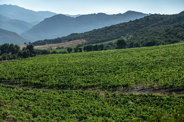 Fototapeta na wymiar Vineyards in the Plain of Oletta, Corsica