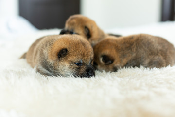 three sweet newborn red Shiba Inu puppies lying together on the blanket.