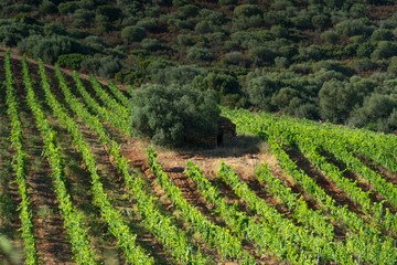 Vineyards in the Plain of Oletta, Corsica