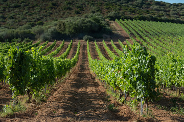 Vineyards in the Plain of Oletta, Corsica