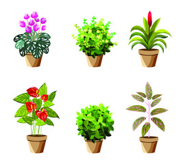 Vector detailed house plant for interior design and decoration.Tropical plant for interior decor of home or office.