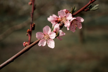 Obraz premium cherry blossom in spring