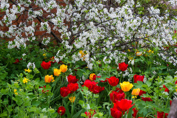 red flowers in the garden