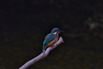 kingfisher isolated in forest