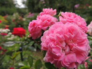 pink flowers in the garden