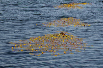 Landschaften am Ufer des Mekong in Südostasien