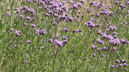 Thistle and thorn in the night from an English field in summer