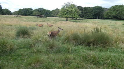 Red deer mothers and young ones in an English meadow enjoying the summer
