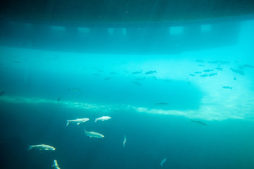 支笏湖の水中