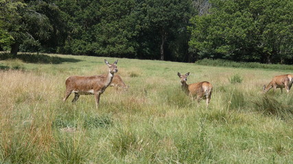 Naklejka na ściany i meble Red deer does in an English meadow on a summers day