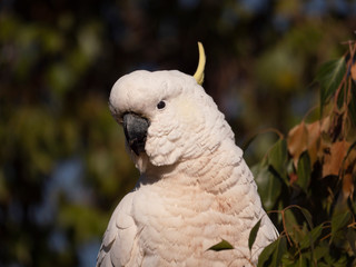Sulpher Crested Cockatoo close up