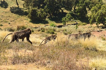 Ethiopia. Gelada is a rare species of Primate. It lives exclusively on the mountain plateaus of Ethiopia, in the mountains of Siemens.                                                                  