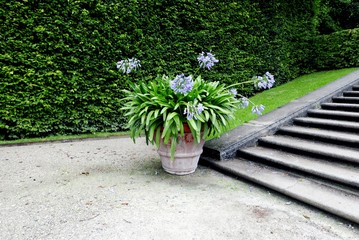 Pot&eacute;e d'agapanthes.