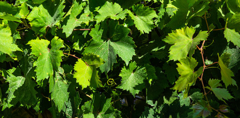 Green leaves of grape plant