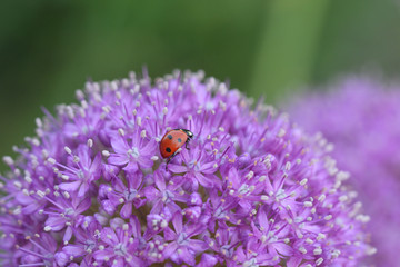 ladybird on a purple flower