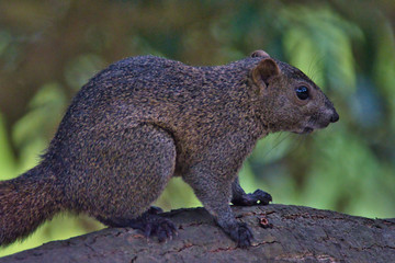 squirrel in forest