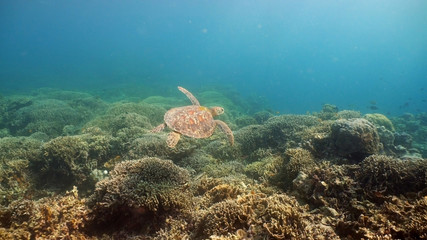 Sea turtle swimming underwater over corals. Sea turtle moves its flippers in the ocean under water. Wonderful and beautiful underwater world. Diving and snorkeling in the tropical sea. Philippines.