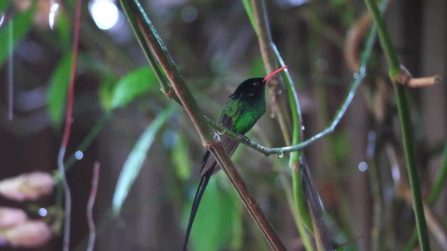 A close up of a red-billed streamertail hummingbird or doctor bird sitting on a vine sticking out its tongue and scratching its neck feathers in Ocho Rios on the tropical island of Jamaica.