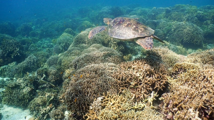Sea turtle swimming underwater over corals. Sea turtle moves its flippers in the ocean under water. Wonderful and beautiful underwater world. Diving and snorkeling in the tropical sea. Philippines.