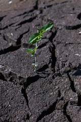Land with dry and cracked ground. Desert,Global warming background.