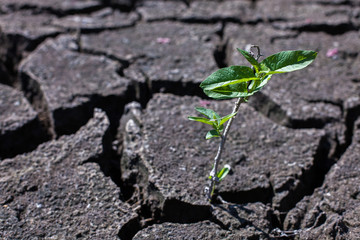 Land with dry and cracked ground. Desert,Global warming background.