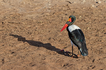 Female saddle-billed stork