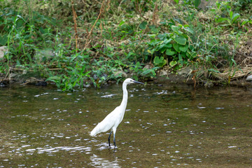egret or heron
