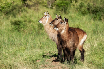Naklejka na ściany i meble Three waterbuck in the Masai Mara