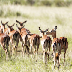 Naklejka na ściany i meble Harem of female impalas in the long grass of the Masai Mara