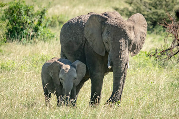 Naklejka na ściany i meble African bush elephant and calf stand side-by-side