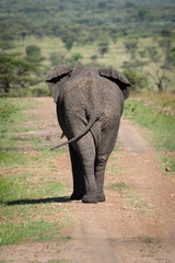 Fototapeta na wymiar African bush elephant on track from behind