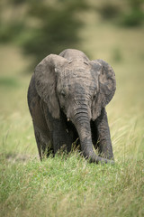 African bush elephant calf stands in grass