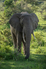 African bush elephant stands amongst leafy bushes