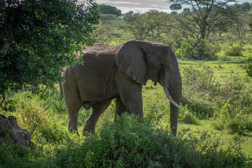 African bush elephant stands among leafy bushes