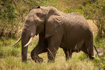 Naklejka na ściany i meble African bush elephant walks past muddy pool