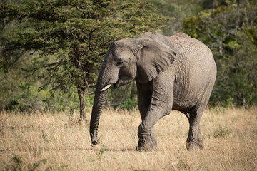 African elephant lifts foot walking across grass