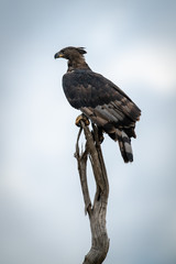 African crowned eagle on branch facing left