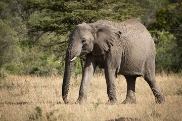 Fototapeta na wymiar African elephant eyes camera walking across grass