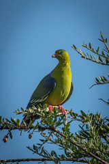 African green-pigeon turns head perched on branch