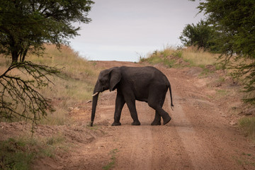 African elephant walks across track between trees