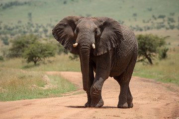 Fototapeta na wymiar African elephant raises foot while crossing track