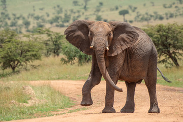 Fototapeta na wymiar African elephant lifts foot while crossing track
