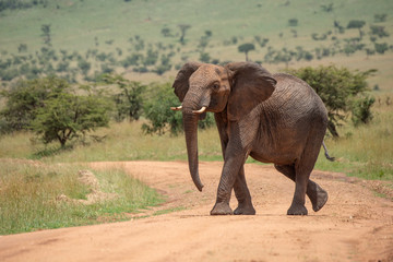 Fototapeta premium African elephant lifts head while crossing track