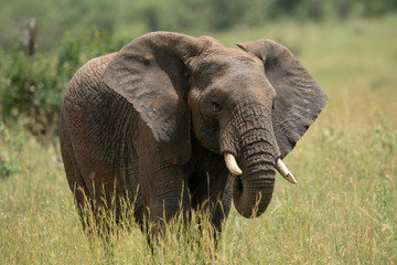 Naklejka na ściany i meble African elephant with chipped tusk in grass