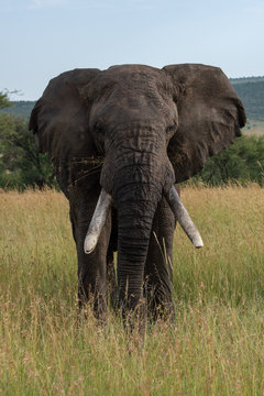African elephant stands facing directly towards camera