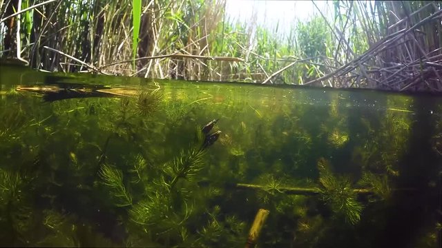 Dytiscidae beetle mating in lake water