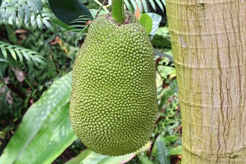ジャックフルーツ