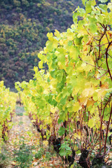 Wine yard in the Rhine river in autumn season