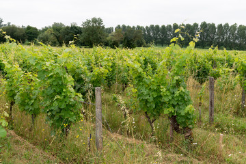 Fototapeta na wymiar ripe grapes in the vineyard in Bordeaux Saint Emilion on organic vine