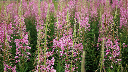 Ivan-tea blooms in the field. a perennial plant is one of willowherb family